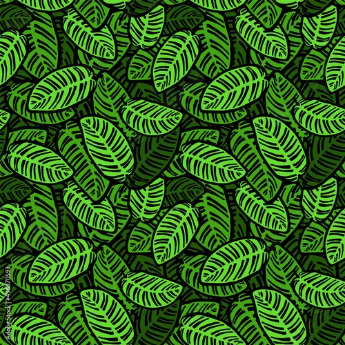 calathea plant leaves seamless pattern
