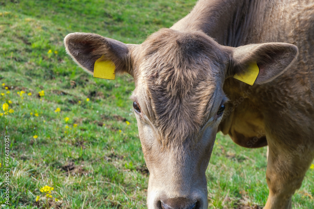 Cow looking straight into the camera Cow looking straight into the camera