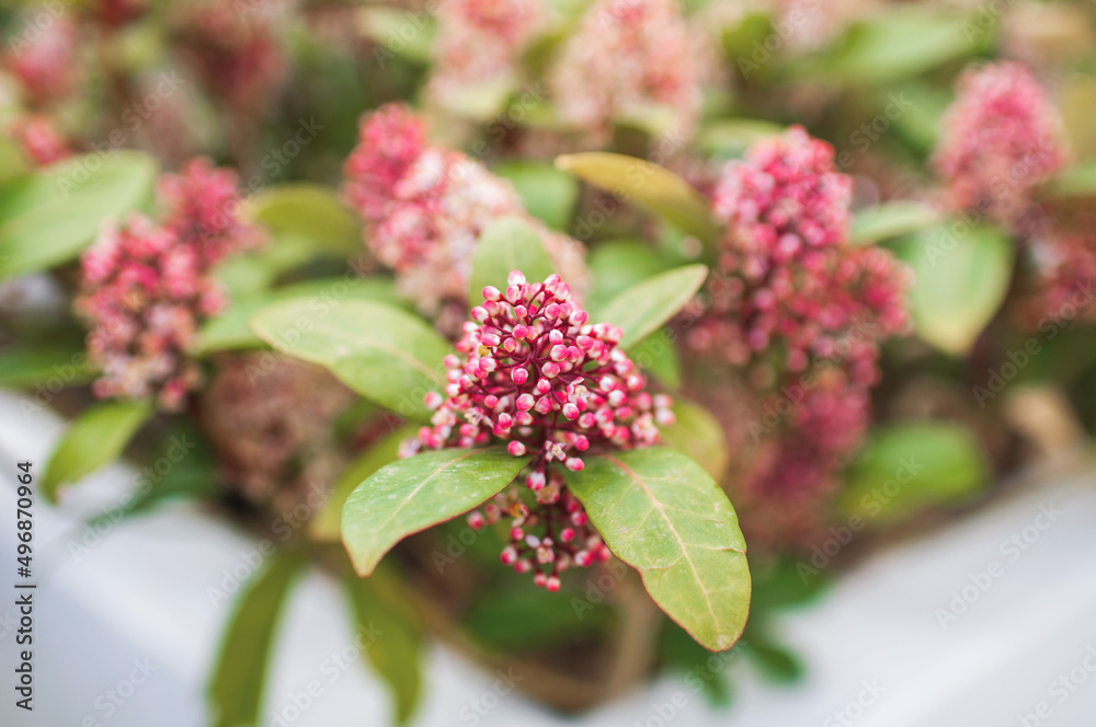 spring blooming garden with unblown inflorescence spring blooming garden with unblown inflorescence