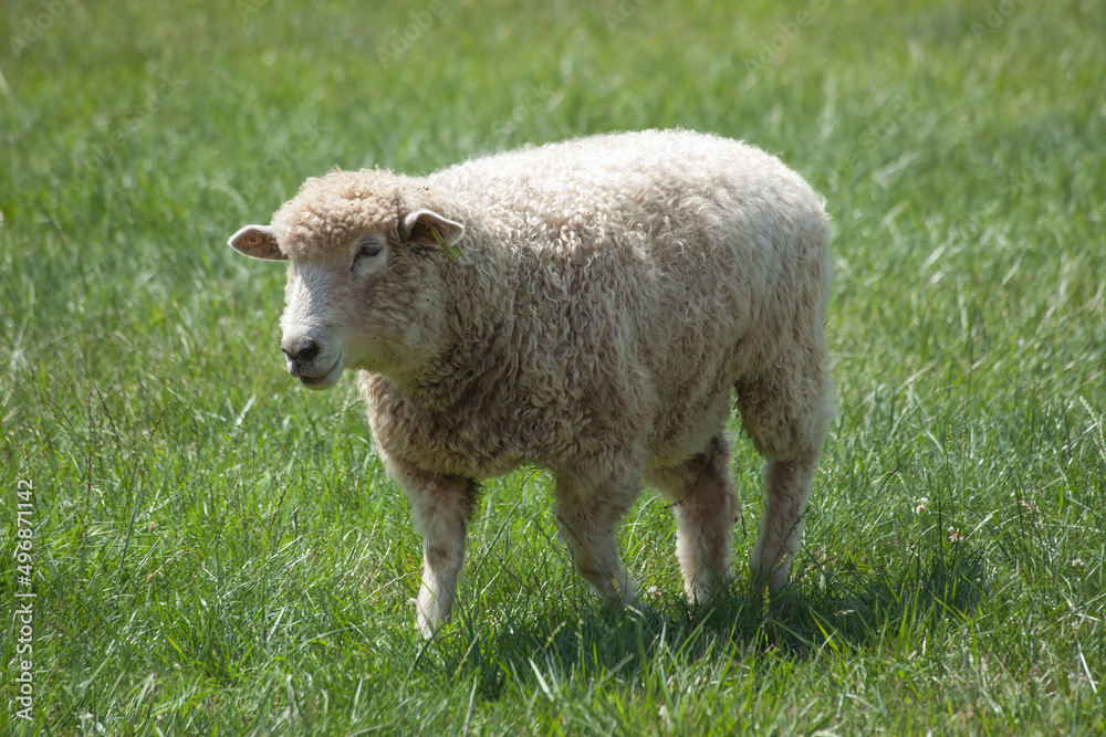 Fototapeta premium Sheep in a green pasture