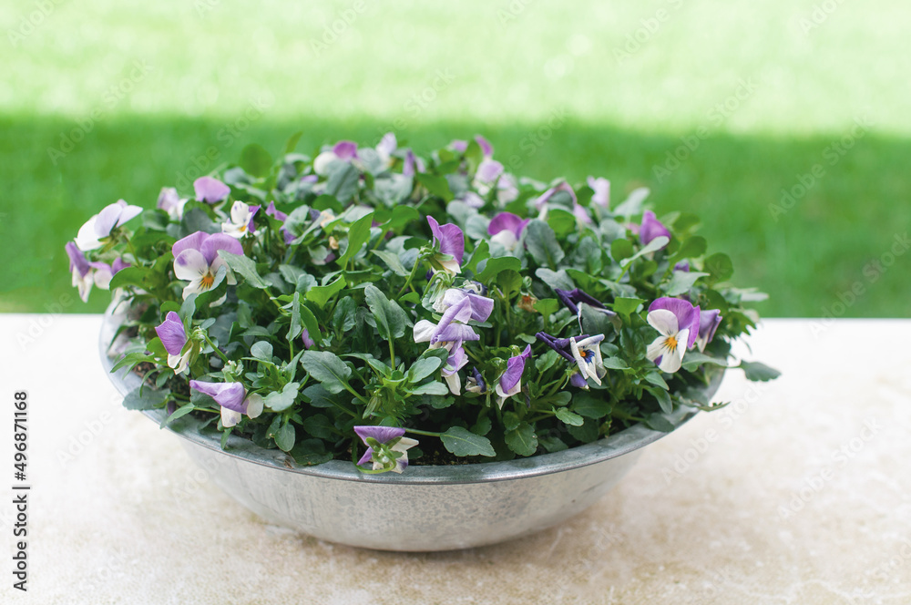 garden flowers pansies multicolored in a pot