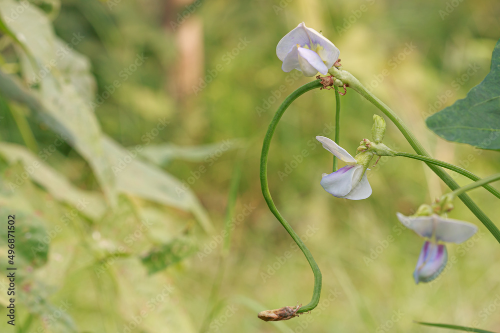 flower of yardlong bean are growth and blooming on green background flower of yardlong bean are growth and blooming on green background