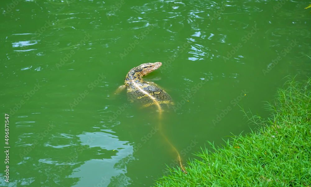 Monitor lizard in the pond Monitor lizard in the pond