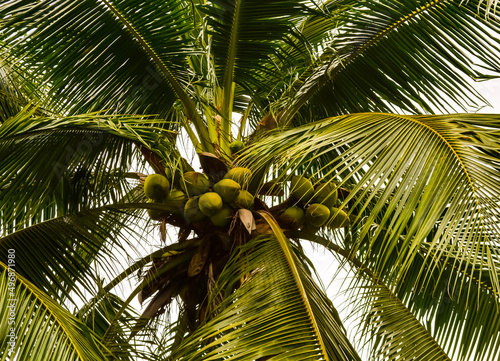 Coconut palm tree