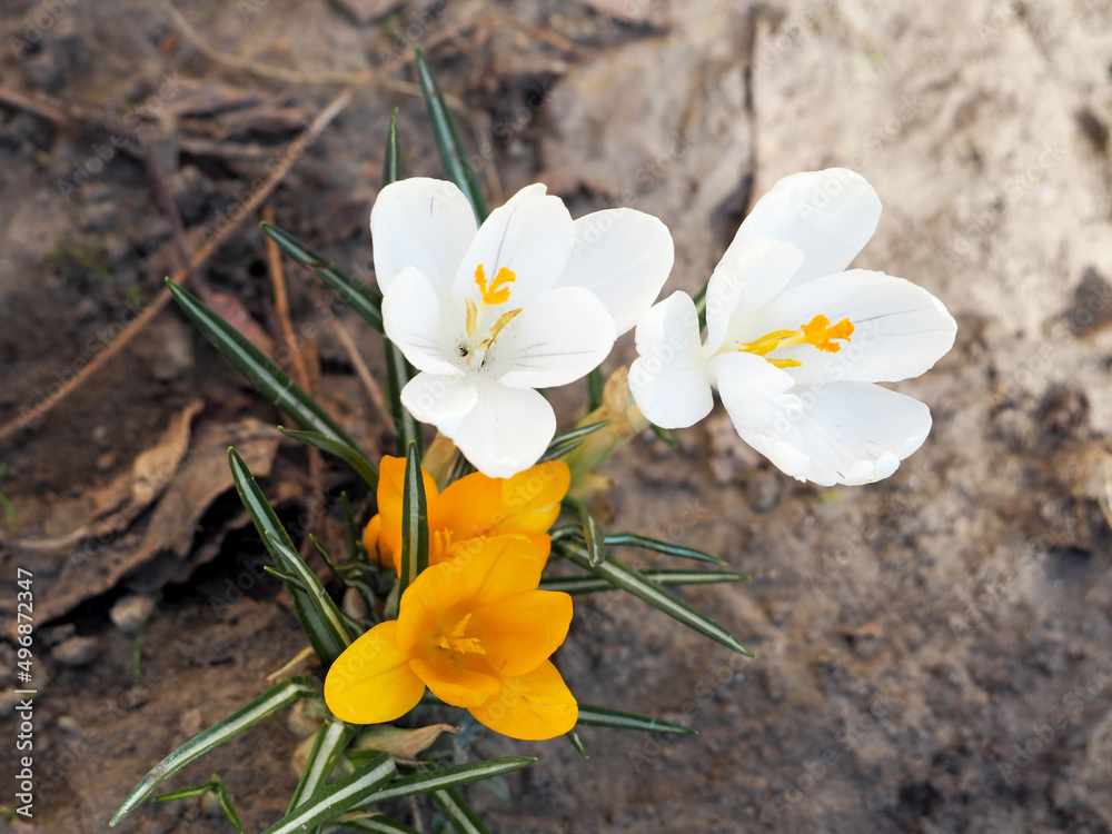two white and yellow buds of crocuses grow in the park. view from above. spring flowers two white and yellow buds of crocuses grow in the park. view from above. spring flowers