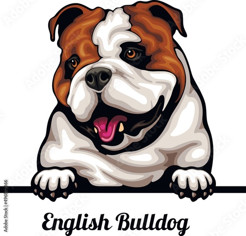 English Bulldog - Color Peeking Dogs - breed face head isolated on white