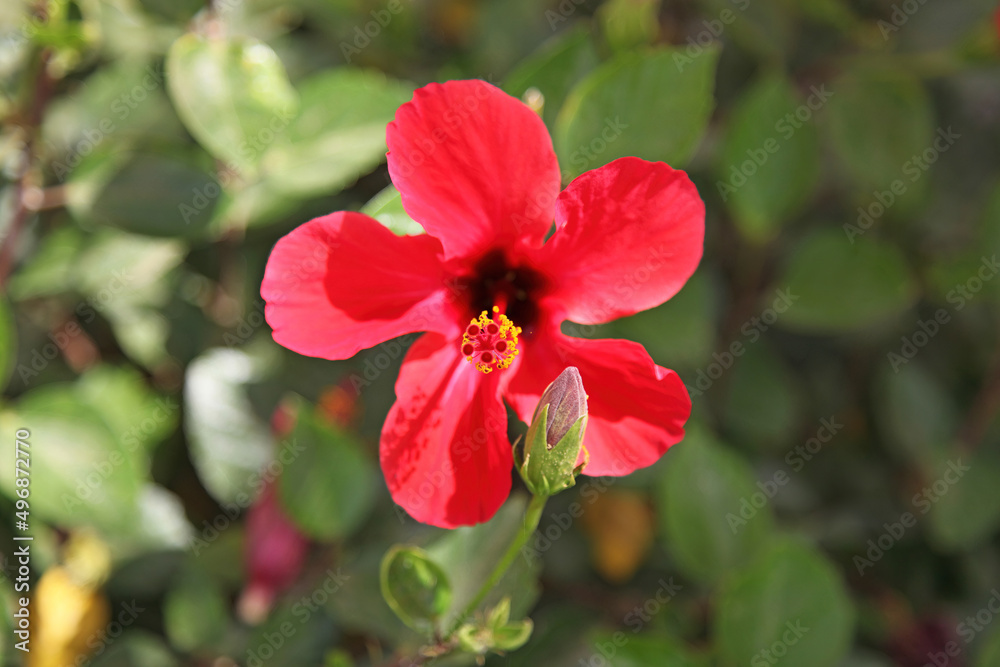 Close up of a red Chinese Hibiscus flowers, Aswan Egypt
Close up of a red Chinese Hibiscus flowers, Aswan Egypt