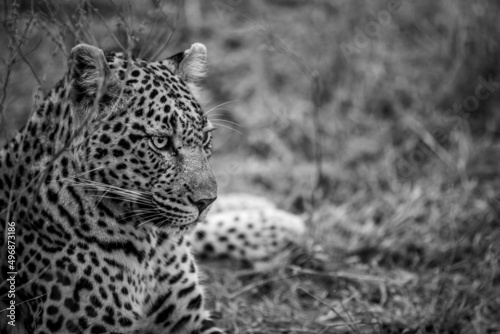 Close up of Leopard laying in the grass.