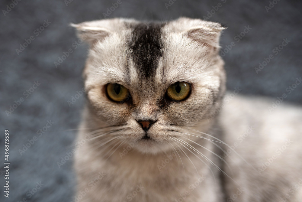 View of a Scottish Fold gray domestic cat in a room