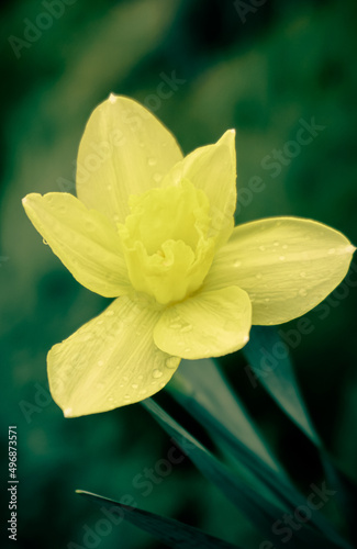 yellow daffodil flower close-up drops