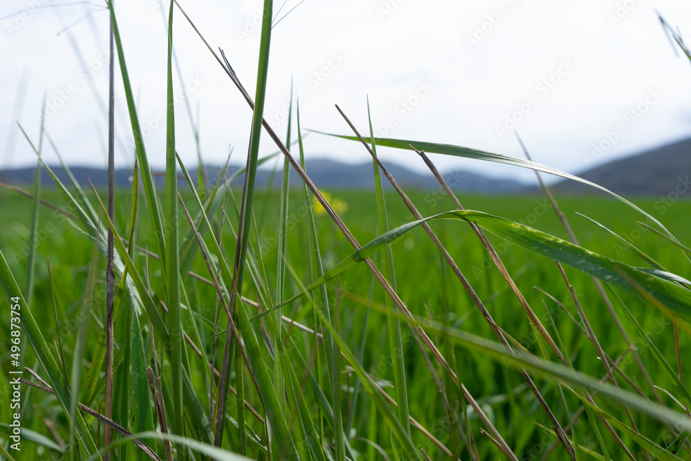 Obraz premium GREEN GRASS FIELD IN SPRING