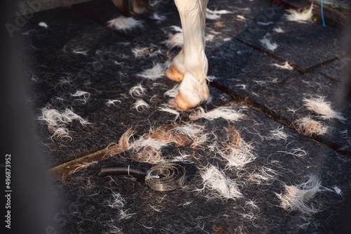 Horse shedding tool and lots of animals hair on stable floor next to pony's legs.