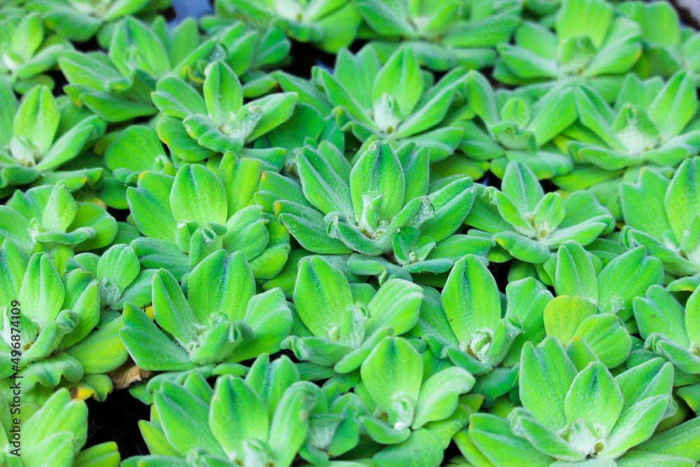 Pistia stratiotes ,Water Lettuce plant nature background Pistia stratiotes ,Water Lettuce plant nature background