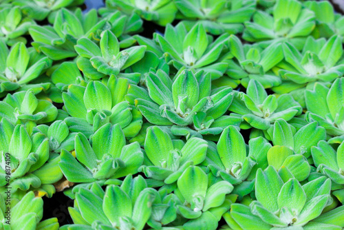 Pistia stratiotes ,Water Lettuce plant nature background 