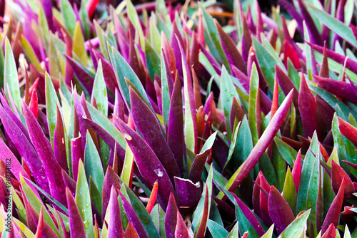 close up of flower plant 