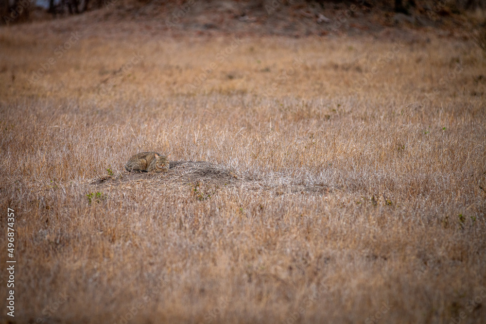 African wild cat laying in the grass. African wild cat laying in the grass.