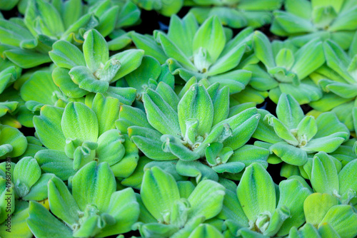 Pistia stratiotes ,Water Lettuce plant nature background 
