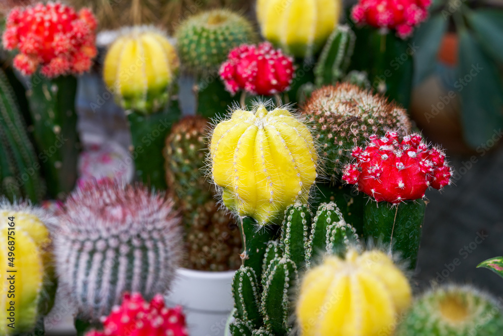 Close-up of colorful prickly pears for sale in flower market