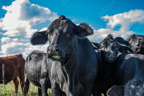 Vacas Brangus en un campo en Santa Fe, Argentina