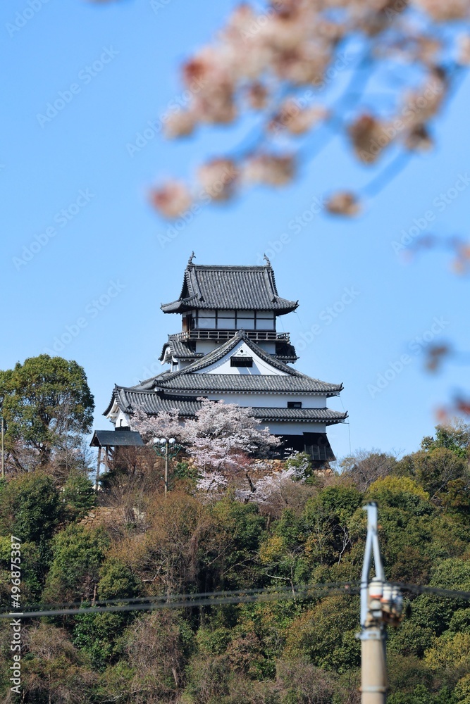 Naklejka premium 青空と綺麗に咲いた満開の桜と国宝犬山城