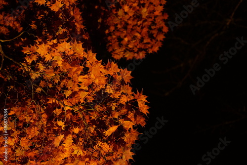 夜の紅葉