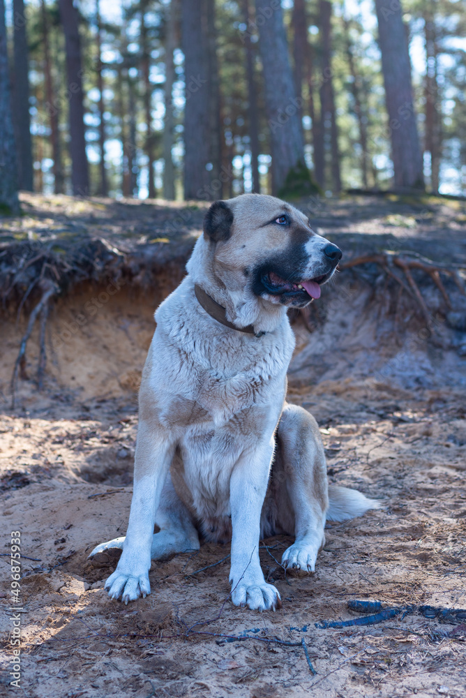 Central Asian sheepdog, Asian Shepherd puppie in the forest Central Asian sheepdog, Asian Shepherd puppie in the forest