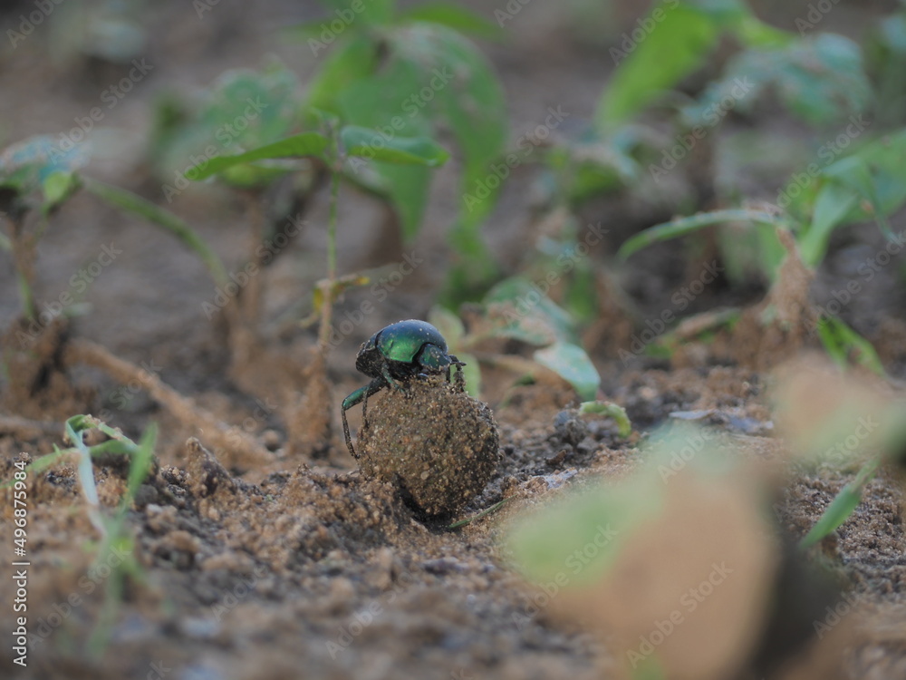 Dung beetle, africa
Scarabaeus satyrus Dung beetle, africa
Scarabaeus satyrus