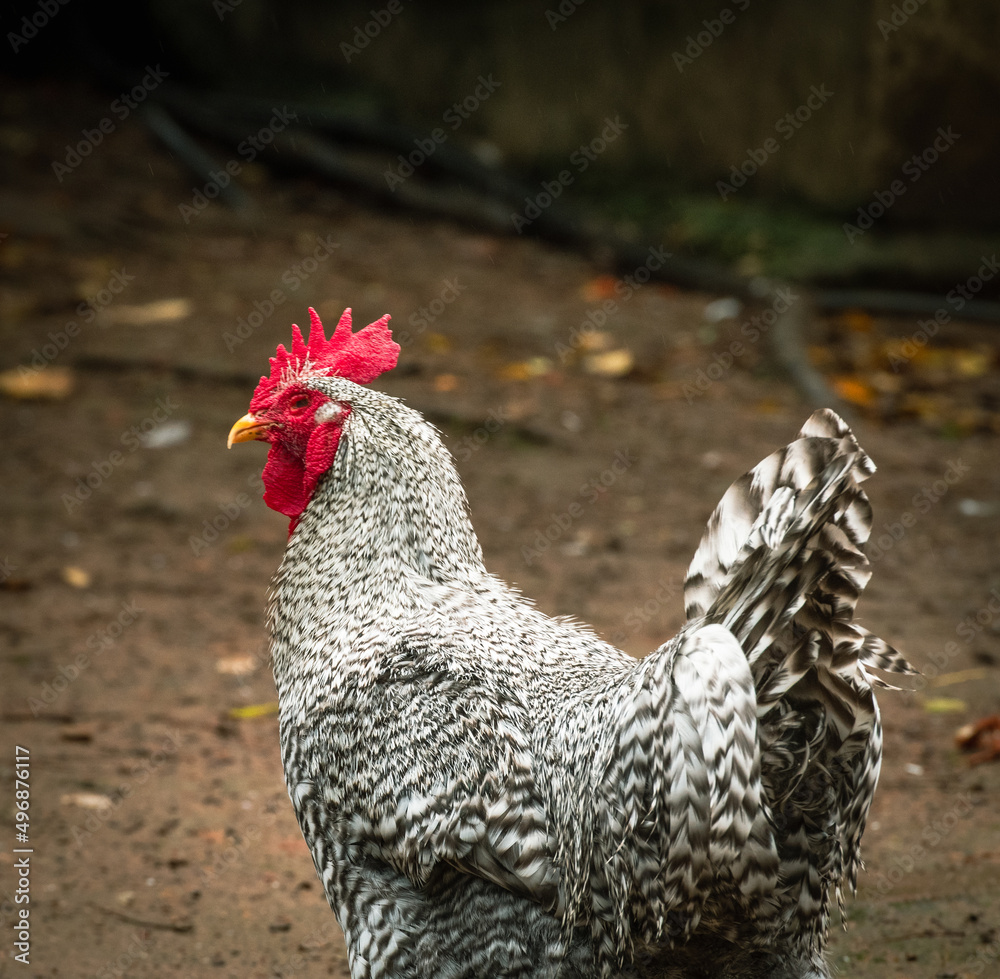 Black and white speckled Rooster or Cockeral, with back to camera and