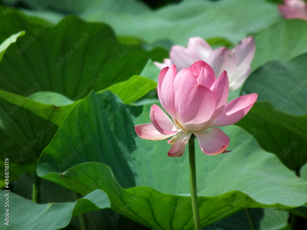 Beautiful pink lotuses grow on the lake. Asian big lotuses. Nelumbo nucifera Beautiful pink lotuses grow on the lake. Asian big lotuses. Nelumbo nucifera