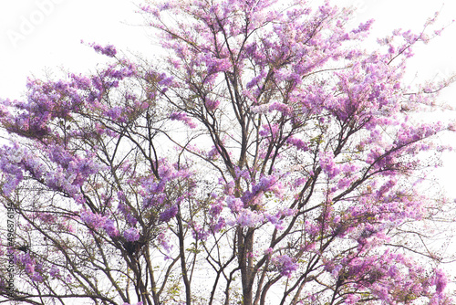 Lagerstroemia speciosa tree flowers nature background 
