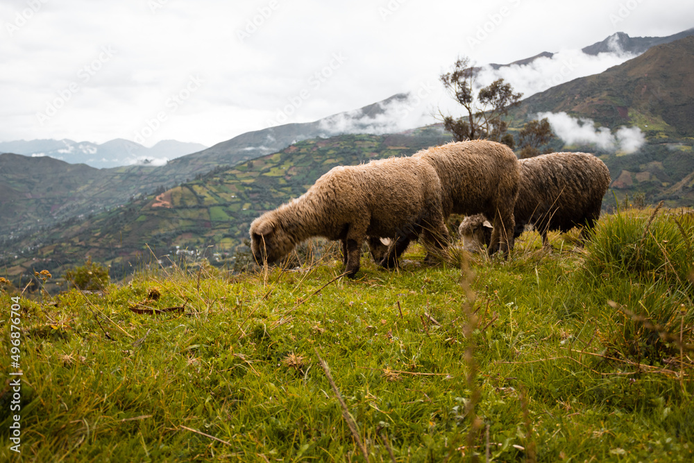 Pequeño rebaño de ovejas pastando en la hierba verde en el prado de la montaña durante el día