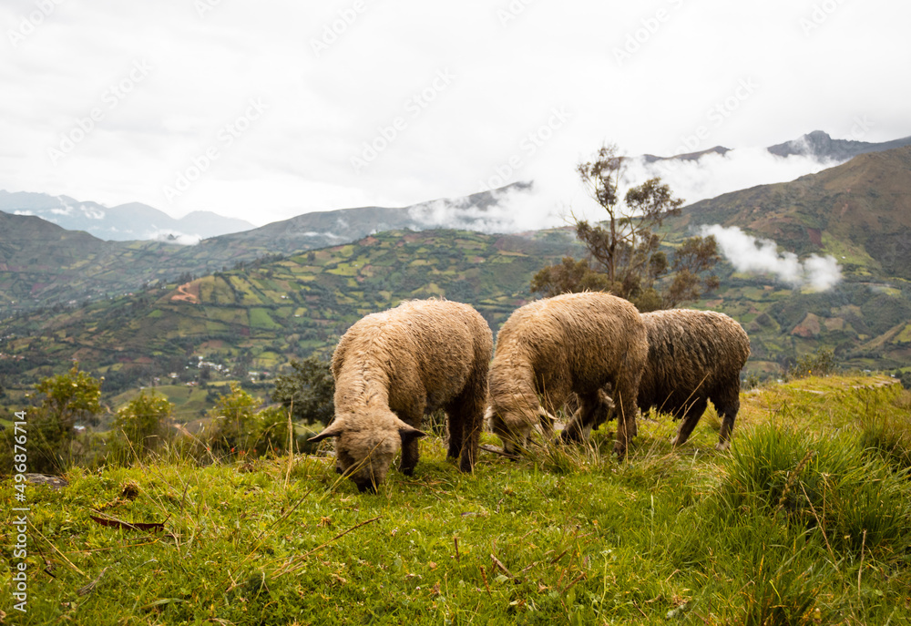 Fototapeta premium Pequeño rebaño de ovejas pastando en la hierba verde en el prado de la montaña durante el día