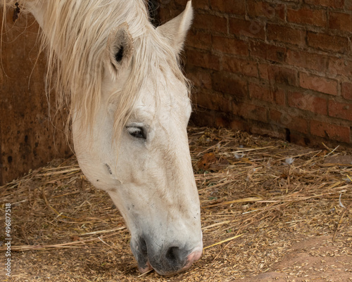 Portrait image of white percheron stallion horse, head down eating grain on ground with long mane hanging between ears photo