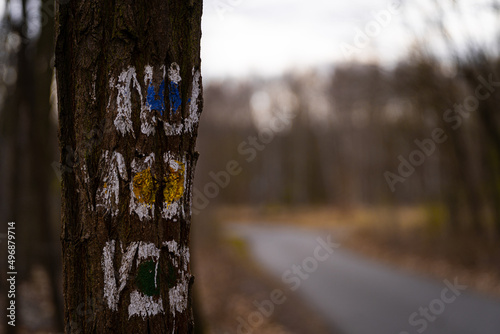Fototapeta Naklejka Na Ścianę i Meble -  oznakowanie szlaku trekkingowego na drzewie