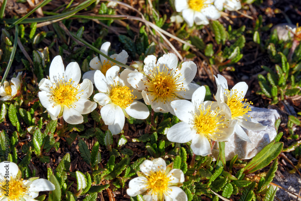 Close up of blooming white dryas, mountain avens, Dryas octopetala, alpine mountain flower, Dolomites, Tyrol, Italy, Europe Close up of blooming white dryas, mountain avens, Dryas octopetala, alpine mountain flower, Dolomites, Tyrol, Italy, Europe
