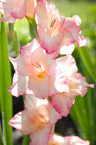 Beautiful pink gladiolus close-up on green background. Garden gladiolus is a plant that does not hibernate in the ground. Forms scaly, one year old tubers. Gladiolus hybridus