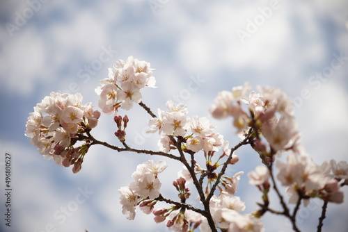 満開の桜 © Hideki_Yamada