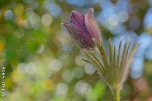 Pasque flower in the sunlight and bokeh background 