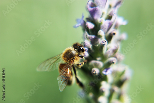 abeja © Logan