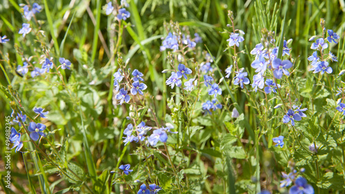 bright spring meadow with beautiful flowers in the garden during spring, Forget not me, flowers