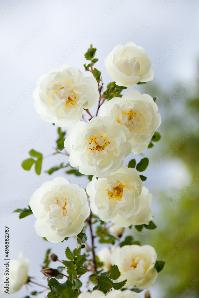 White rose flowers of rosehips bush in the summer garden