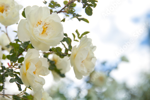 bushes of white roses, soft effect. White roses - Alba,against blue sky.