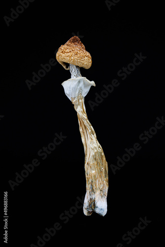 Single dried psilocybe cubensis mushroom on black background