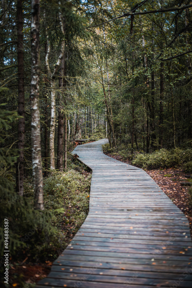 Obraz premium Walkway in the forest