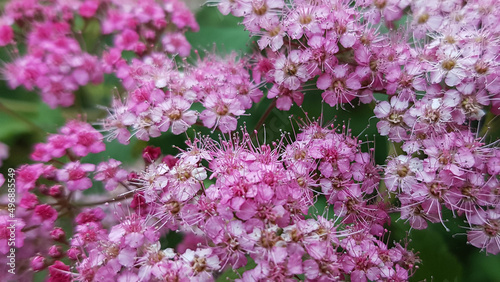 background of delicate pink small flowers