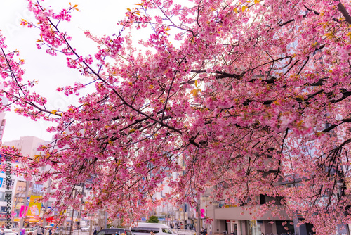 Branches of an early-blooming pink cherry tree. Sakura in full blossom in Ueno Park, Tokyo during the Hanami festival in Japan.