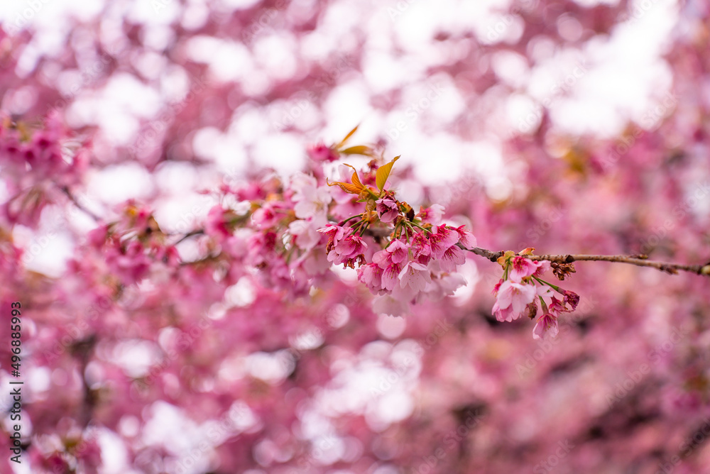 Branches of an early-blooming pink cherry tree. Sakura in full blossom in Ueno Park, Tokyo during the Hanami festival in Japan. Branches of an early-blooming pink cherry tree. Sakura in full blossom in Ueno Park, Tokyo during the Hanami festival in Japan.