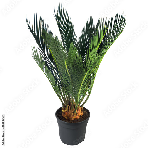 Cycas Plant, Sago Palm, Cycas revolutain the flowerpot isolated on white background. House, office, indoor plant.