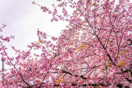 Branches of an early-blooming pink cherry tree. Sakura in full blossom in Ueno Park, Tokyo during the Hanami festival in Japan.