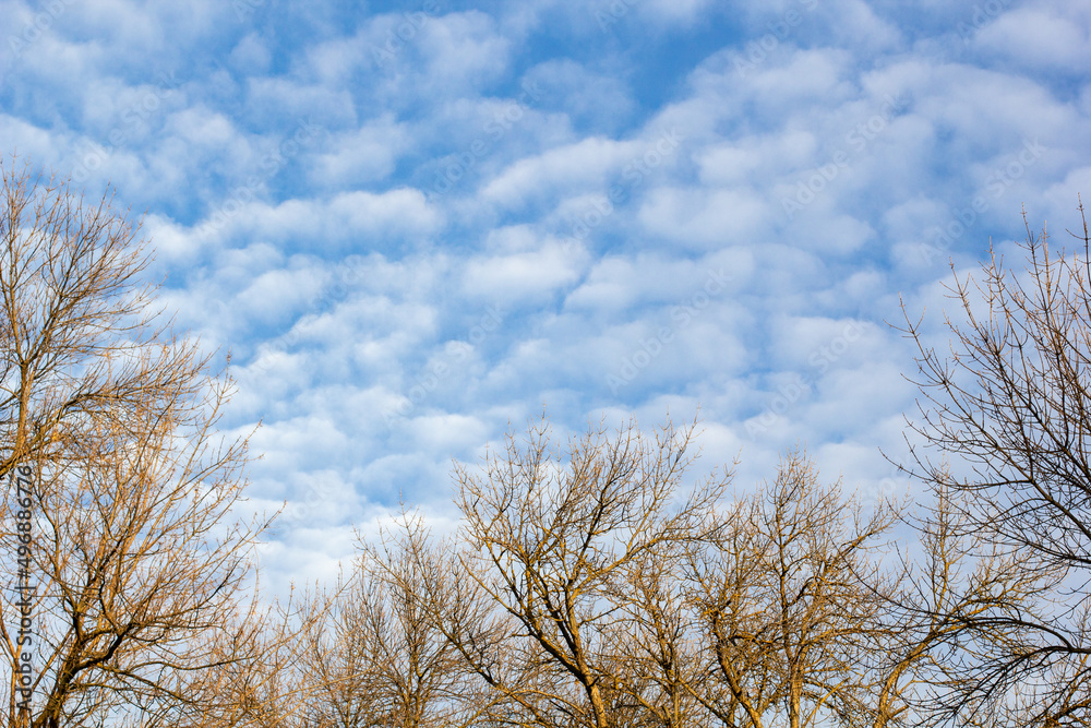 Naked tree branches against blue sky with white clouds. Naked tree branches against blue sky with white clouds.